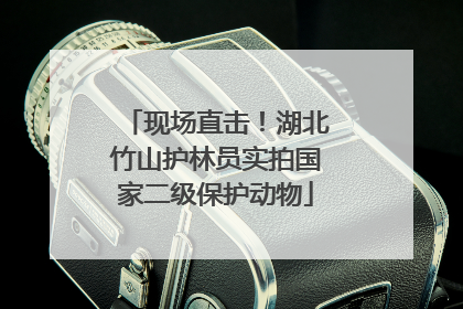 现场直击！湖北竹山护林员实拍国家二级保护动物