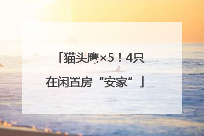 猫头鹰×5！4只在闲置房“安家”