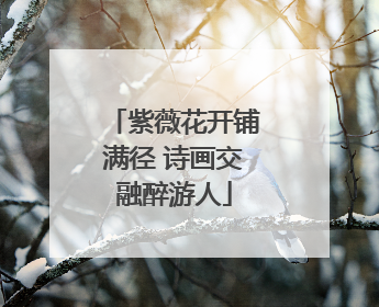 紫薇花开铺满径 诗画交融醉游人