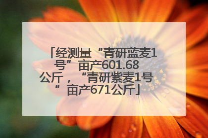 经测量“青研蓝麦1号”亩产601.68公斤，“青研紫麦1号”亩产671公斤