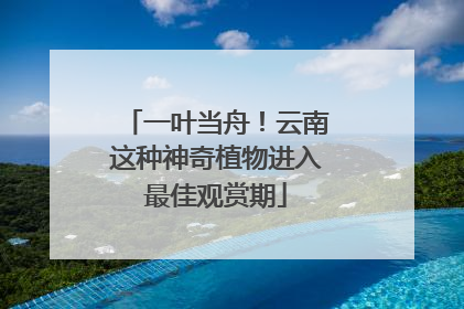 一叶当舟！云南这种神奇植物进入最佳观赏期