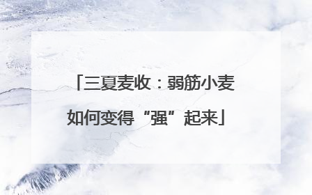 三夏麦收：弱筋小麦如何变得“强”起来