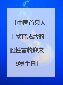 中国首只人工繁育成活的雌性雪豹迎来9岁生日