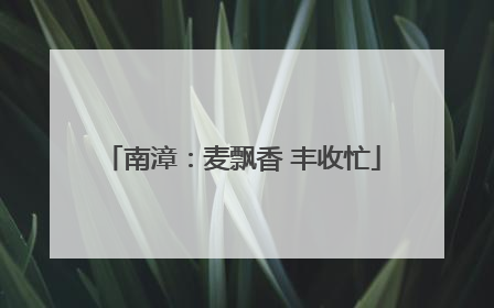 南漳：麦飘香 丰收忙