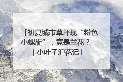 初夏城市草坪现“粉色小螺旋”，竟是兰花？ | 小叶子沪花记