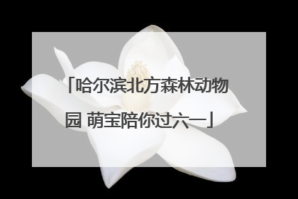 哈尔滨北方森林动物园 萌宝陪你过六一