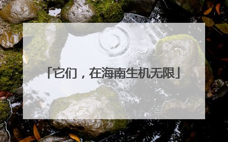 它们，在海南生机无限