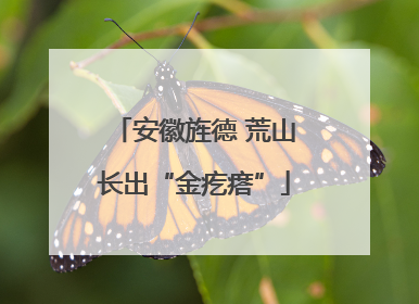 安徽旌德 荒山长出“金疙瘩”