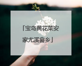 宝岛黄花菜安家尤溪畲乡