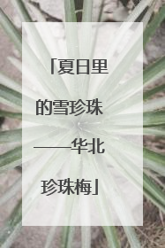 夏日里的雪珍珠——华北珍珠梅
