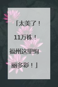 太美了！11万株！福州这里绚丽多彩！