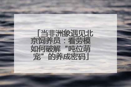 当非洲象遇见北京饲养员：看劳模如何破解“吨位萌宠”的养成密码