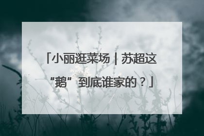 小丽逛菜场｜苏超这“鹅”到底谁家的？