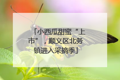 小西瓜甜蜜“上市”，顺义区北务镇进入采摘季