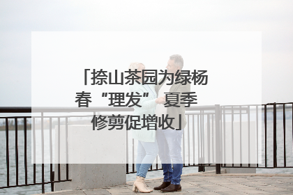捺山茶园为绿杨春“理发” 夏季修剪促增收