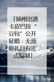 扬州出逃卡皮巴拉“豆包”公开征婚：无须彩礼且有正式编制