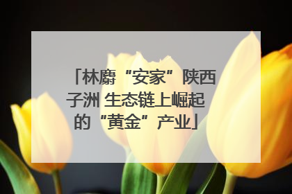 林麝“安家”陕西子洲 生态链上崛起的“黄金”产业