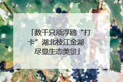数千只须浮鸥“打卡”湖北枝江金湖 尽显生态美景
