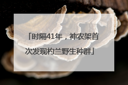 时隔41年，神农架首次发现杓兰野生种群