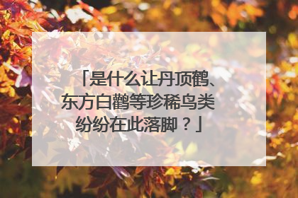 是什么让丹顶鹤、东方白鹳等珍稀鸟类纷纷在此落脚？