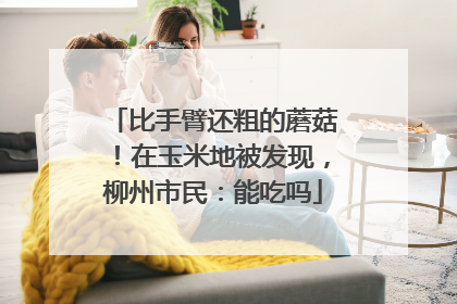 比手臂还粗的蘑菇！在玉米地被发现，柳州市民：能吃吗