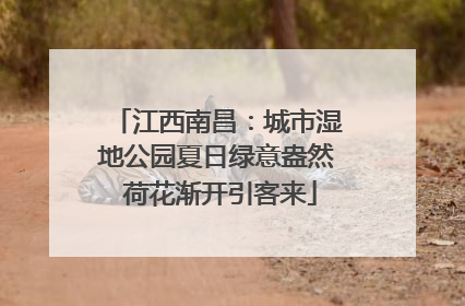 江西南昌：城市湿地公园夏日绿意盎然 荷花渐开引客来