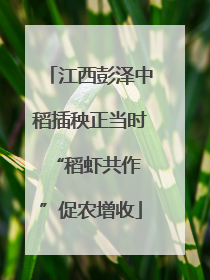 江西彭泽中稻插秧正当时 “稻虾共作”促农增收