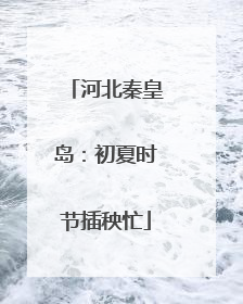河北秦皇岛：初夏时节插秧忙