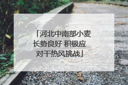 河北中南部小麦长势良好 积极应对干热风挑战