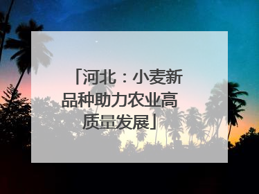 河北：小麦新品种助力农业高质量发展