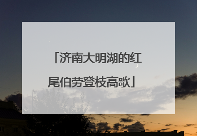 济南大明湖的红尾伯劳登枝高歌