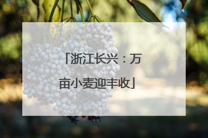 浙江长兴：万亩小麦迎丰收