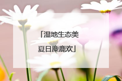 湿地生态美 夏日麋鹿欢