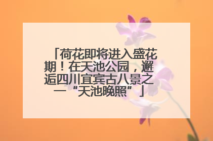 荷花即将进入盛花期！在天池公园，邂逅四川宜宾古八景之一“天池晚照”