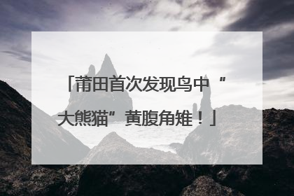莆田首次发现鸟中“大熊猫”黄腹角雉！