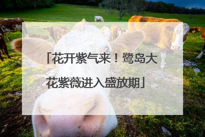 花开紫气来！鹭岛大花紫薇进入盛放期