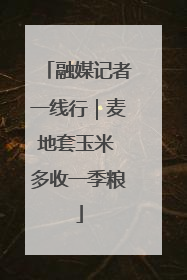 融媒记者一线行｜麦地套玉米 多收一季粮
