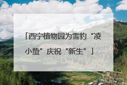西宁植物园为雪豹“凌小蛰”庆祝“新生”