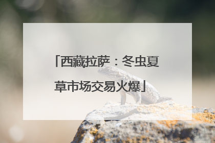 西藏拉萨：冬虫夏草市场交易火爆