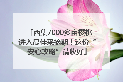 西集7000多亩樱桃进入最佳采摘期！这份“安心攻略”请收好