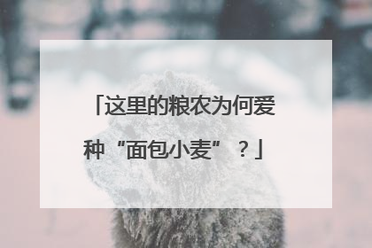 这里的粮农为何爱种“面包小麦”？