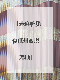 赤麻鸭觅食瓜州双塔湿地