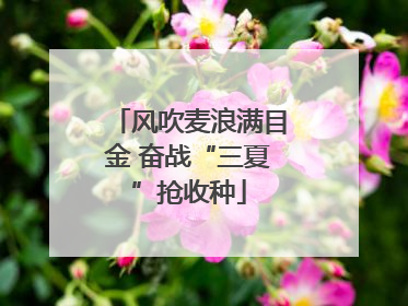风吹麦浪满目金 奋战“三夏”抢收种