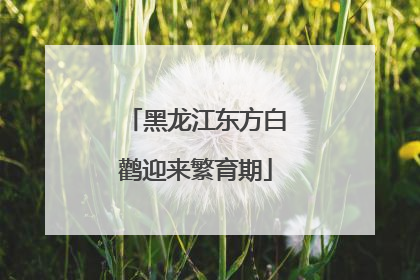 黑龙江东方白鹳迎来繁育期
